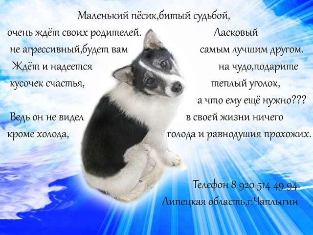 Чудо- пёсик в дар. Мишутка ищет дом. Чудо- пёсик в дар. Мишутка ищет дом.