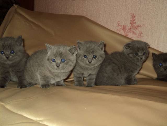 Британские котята короткошерстные Британские котята короткошерстные