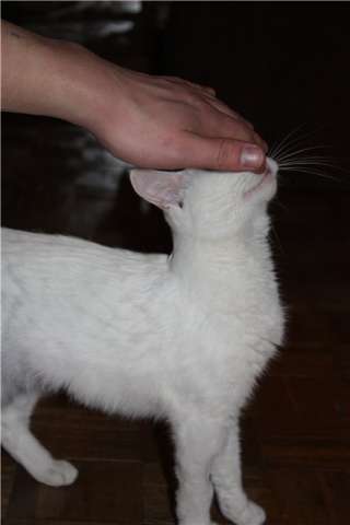 Кошка Творожка Кошка Творожка