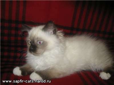 котята породы рэгдолл котята породы рэгдолл