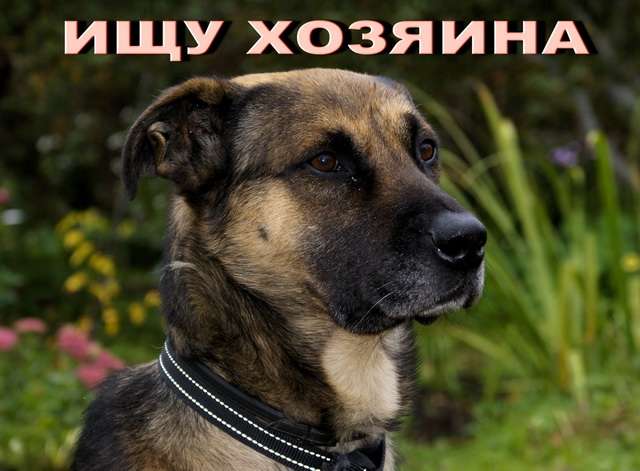 В дар Кобель, 3 года, 65 см в холке - Питер В дар Кобель, 3 года, 65 см в холке - Питер