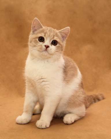 Котик скоттиш страйт, кремовый биколор Котик скоттиш страйт, кремовый биколор