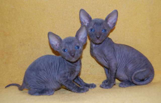 Корниш рекс - кудрявые котята. Корниш рекс - кудрявые котята.