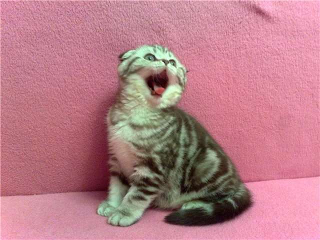 Скоттиш фолд и страйт-Шотландские (вислоухие и прямоухие) элитные котята Скоттиш фолд и страйт-Шотландские (вислоухие и прямоухие) элитные котята