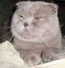 Коты для вязок