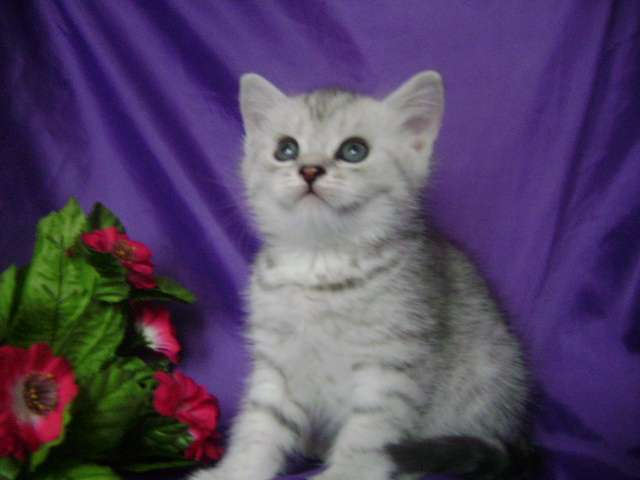 Шотландские котята Шотландские котята