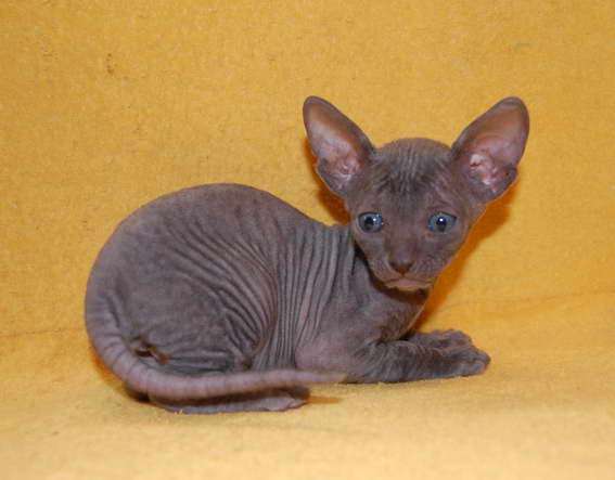 Корниш рекс - кудрявые котята. Корниш рекс - кудрявые котята.