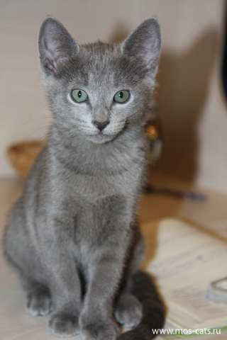 Котята Клуба Кошек МОСКВА Котята Клуба Кошек МОСКВА