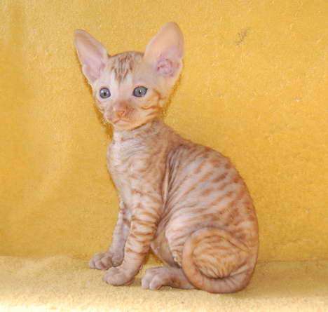 Корниш рекс - кудрявые котята. Корниш рекс - кудрявые котята.