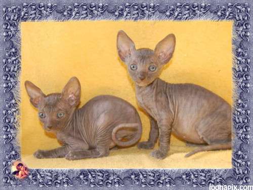 Корниш рекс - кудрявые котята. Корниш рекс - кудрявые котята.