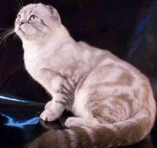 Шотландский вислоухий кот Шотландский вислоухий кот