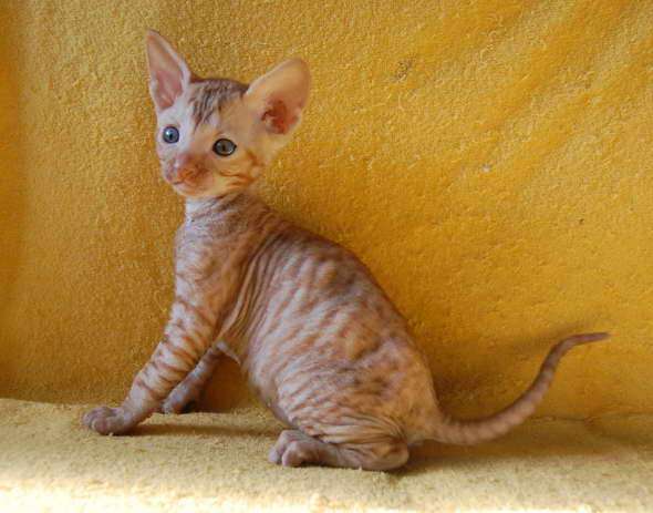Корниш рекс - кудрявые котята - окрас красный. Корниш рекс - кудрявые котята - окрас красный.