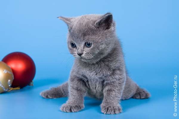 Котята Клуба Кошек МОСКВА Котята Клуба Кошек МОСКВА