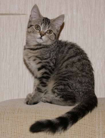 Шотландский прямоухий котенок Шотландский прямоухий котенок