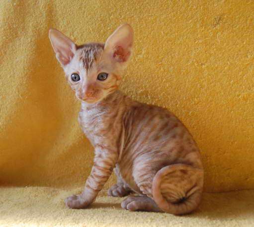 Корниш рекс - кудрявые котята. Корниш рекс - кудрявые котята.