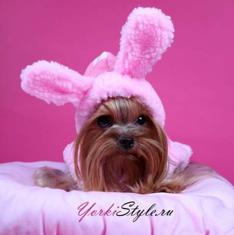 Yorkistyle.ru одежда для собак оптом и в розницу Yorkistyle.ru одежда для собак оптом и в розницу