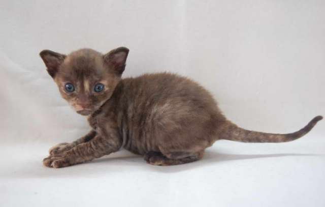 Корниш рекс - кудрявые котята. Корниш рекс - кудрявые котята.
