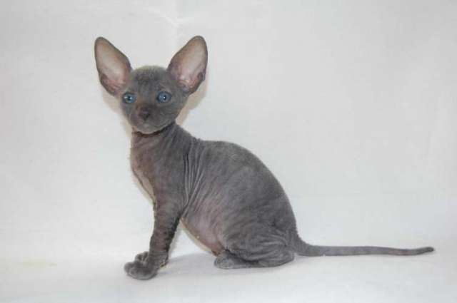 Корниш рекс - кудрявые котята. Корниш рекс - кудрявые котята.