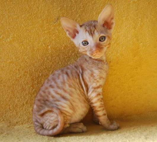 Корниш рекс - кудрявые котята. Корниш рекс - кудрявые котята.
