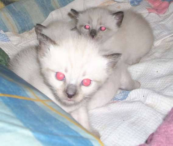 Тайские котята. Окрас сил-поинт (сиамский окрас). Тайские котята. Окрас сил-поинт (сиамский окрас).