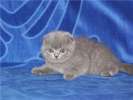 Скоттиш фолд и страйт-Шотландские (вислоухие и прямоухие) элитные котята от Гранд ИнтерЧемпионов