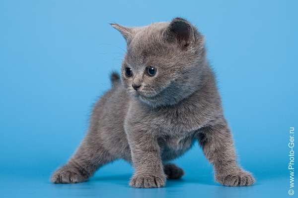 Котята Клуба Кошек МОСКВА Котята Клуба Кошек МОСКВА