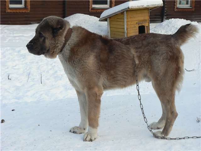 Алабай Герант - отличный охранник и друг! Алабай Герант - отличный охранник и друг!