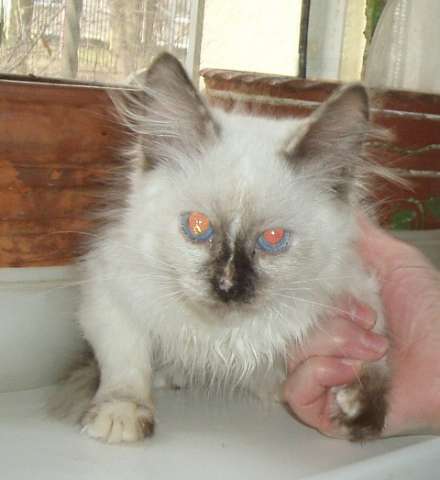 тайские котята тайские котята