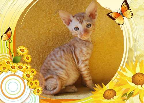 Корниш рекс - кудрявые котята. Корниш рекс - кудрявые котята.