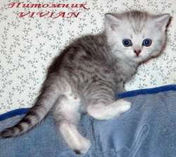 Британские клубные котята вискас из питомника VIVIAN. Британские клубные котята вискас из питомника VIVIAN.