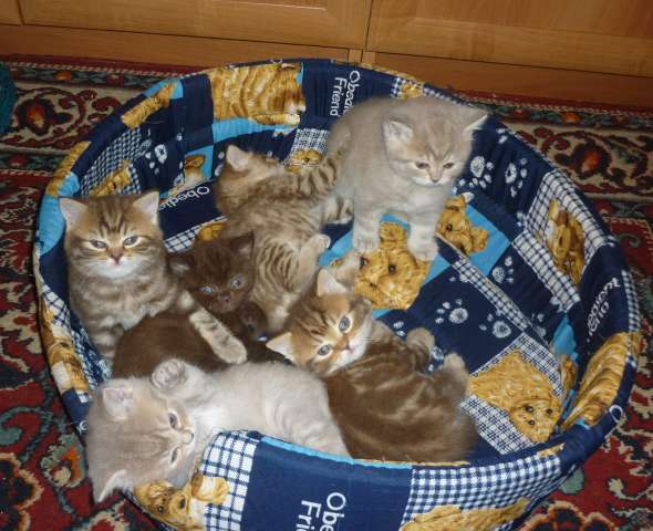 Британские котята Британские котята