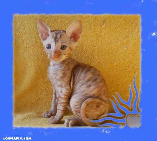 Корниш рекс - кудрявые котята. Корниш рекс - кудрявые котята.