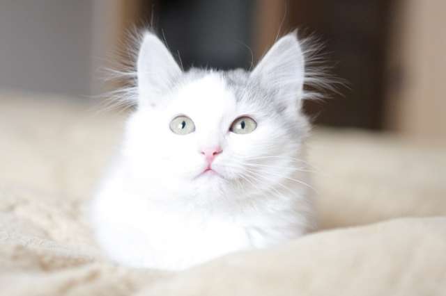 котенок в добрые руки котенок в добрые руки