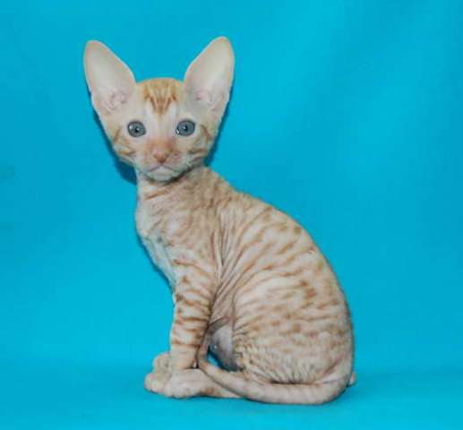 Корниш рекс - кудрявые котята. Корниш рекс - кудрявые котята.