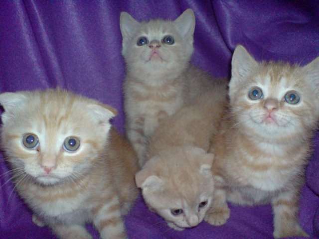 Шотландские котята вислоухие и страйт. Шотландские котята вислоухие и страйт.