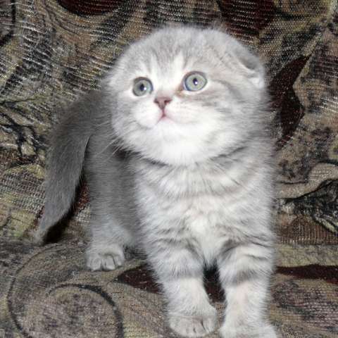 Шотландские котята Шотландские котята