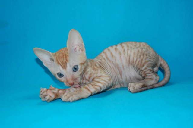 Корниш рекс - кудрявые котята. Корниш рекс - кудрявые котята.