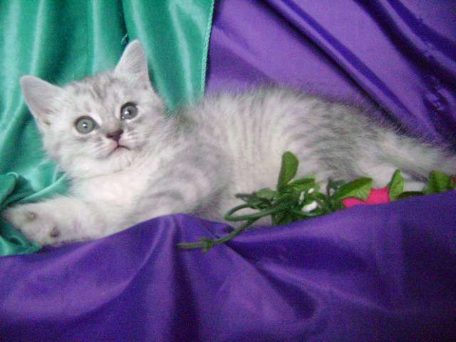 Шотландские котята Шотландские котята