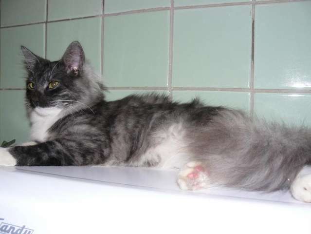 найден домашний котик, помесь мейн-куна найден домашний котик, помесь мейн-куна