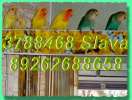 Разные виды попугаев продаю. Волнистые, неразлучники, кореллы и др. попугаи.