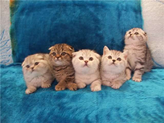 Скоттиш фолд,страйт и британские элитные котята Скоттиш фолд,страйт и британские элитные котята