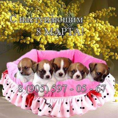Чихуахуа & Той-терьер щенки - такие классные и очень разные Чихуахуа & Той-терьер щенки - такие классные и очень разные