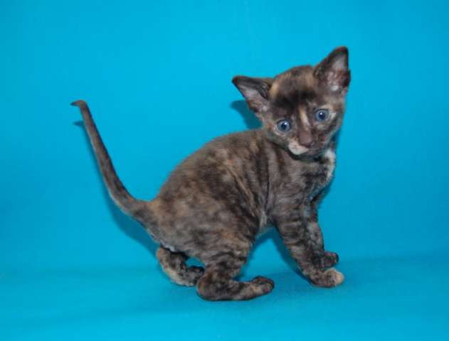 Корниш рекс - кудрявые котята. Корниш рекс - кудрявые котята.