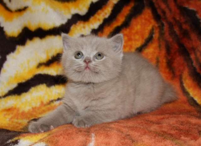 Котята британской короткошерстной породы Котята британской короткошерстной породы