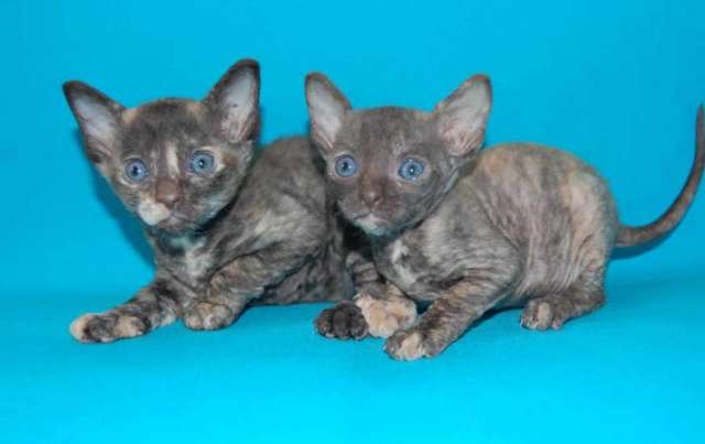 Корниш рекс - кудрявые котята. Корниш рекс - кудрявые котята.