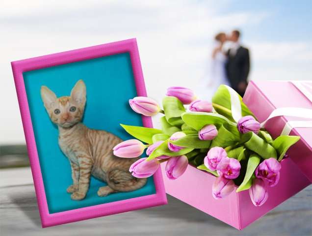 Корниш рекс - кудрявые котята. Корниш рекс - кудрявые котята.
