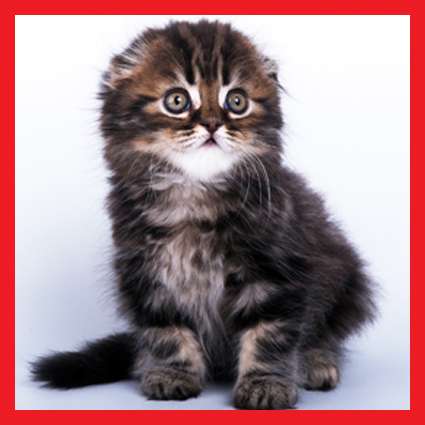 Шотландские котята Шотландские котята