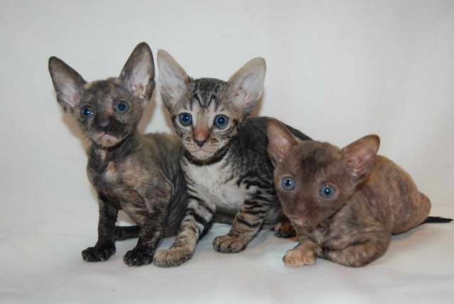 Корниш рекс - кудрявые котята. Корниш рекс - кудрявые котята.