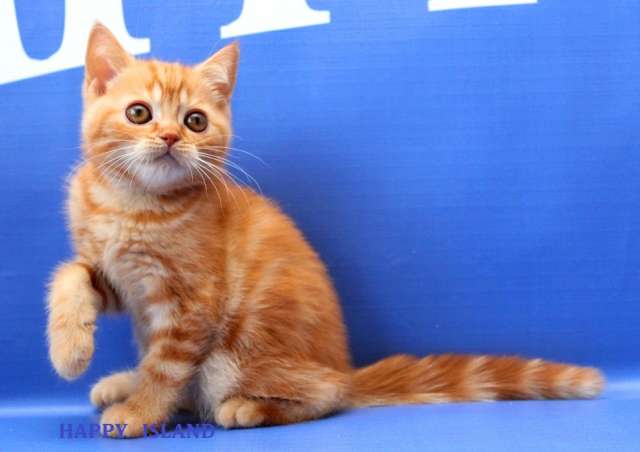 Красный мраморный шотландский котик Красный мраморный шотландский котик