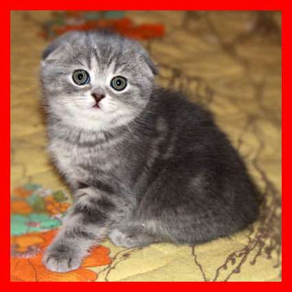 Шотландские котята Шотландские котята